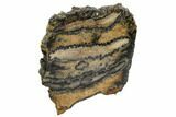 Mammoth Molar Slice With Case - South Carolina #106501-2